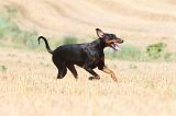 DOBERMANN 978